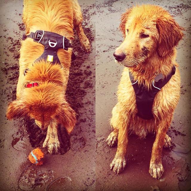 53674829_330631730910549_7520129509253709824_n